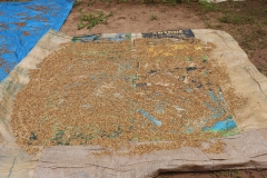 SierraLeone22643-Husk-rice.