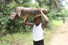 SierraLeone22643-Kid-carrying-firewood.