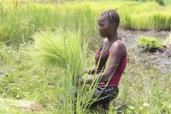 SierraLeone22643-Process-of-transplanting-swamp-rice-1