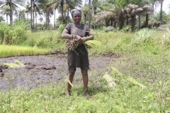SierraLeone22643-Process-of-transplanting-swamp-rice-2