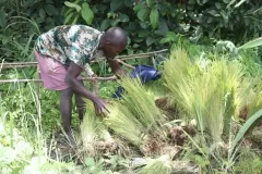 SierraLeone22643-Process-of-transplanting-swamp-rice-3