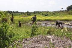 SierraLeone22643-Process-of-transplanting-swamp-rice-4