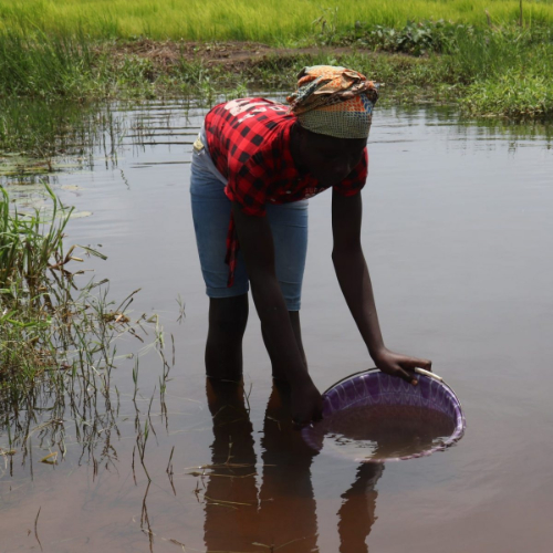 A female using a bucket to collect water from a steam